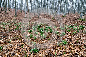 Field of natural snow drop flowers