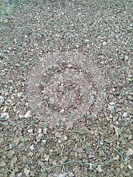 Field,nature,garlic field,mudd,soil,plough