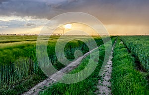 Field nature landscape at sunset with path