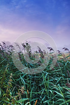 Field, nature and plants with mist, fog and calm with countryside and landscape. farm, sky and ecology for growth