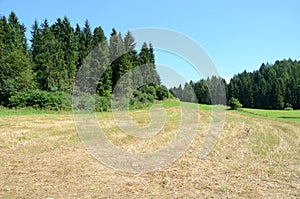 Field near the forest