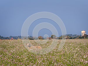 Happisburgh Summer flowers and a Sheep photo