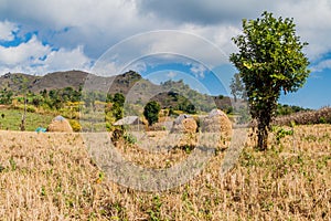 Field near Hsipaw, Myanm photo