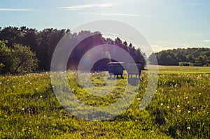 A field near the village3