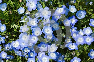 Field of Nemophila, or baby blue eyes (Nemophila menziesii, California bluebell)