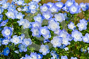 Field of Nemophila, or baby blue eyes (Nemophila menziesii, California bluebell) photo