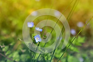 Field of Nemophila, or baby blue eyes Nemophila menziesii. Flower close-up with blurry background