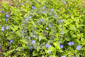 Field of nemophila flowers, small and blue flowers.