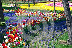 Field of Netherlands, colorful tulips in the form of small rivers on a sunny day