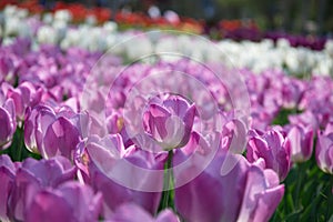 Field of Netherlands Purple Tulips on a Sunny Day