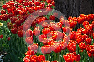 Field of netherlands red tulips on a sunny day closeup