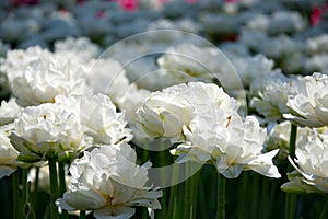 Field of netherlands, white tulips on a sunny day close-up