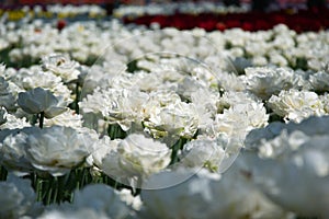 Field of netherlands, white tulips on a sunny day close-up