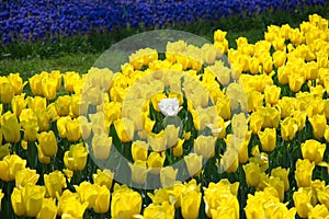 Field of netherlands, yellow tulips and blue flowers on a sunny day close-up