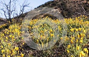 A Field of New Mexico Poppies