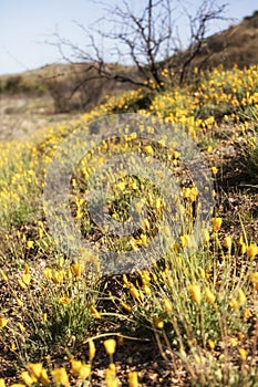 A Field of New Mexico Poppies