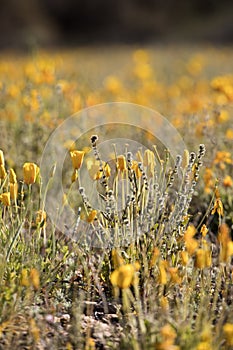 A Field of New Mexico Poppies