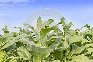 Field of Nicotiana tabacum