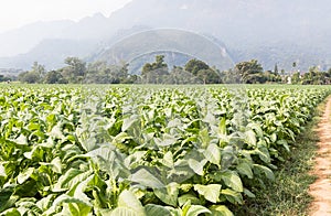 Field of Nicotiana tabacum