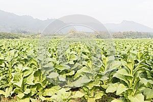 Field Nicotiana tabacum