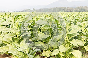 Field Nicotiana tabacum