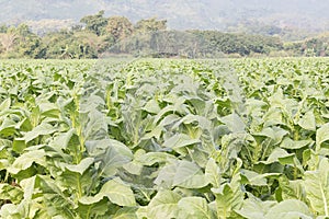 Field of Nicotiana tabacum