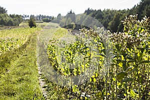 Field Nicotiana tabacum the Common tobacco