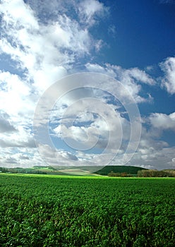 Field in normandy