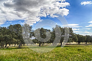 Field of oaks in Toledo countyside