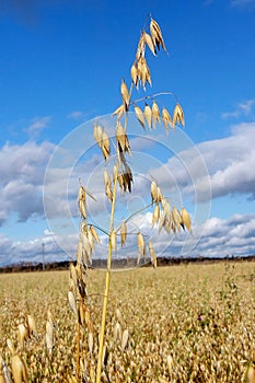 Field oat
