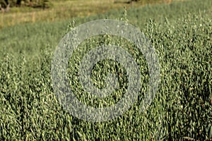 Field of oat - Avena sativa