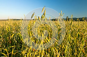 Field of oat