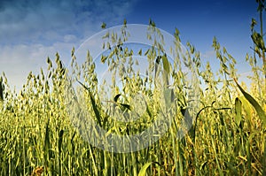 Field of oats photo