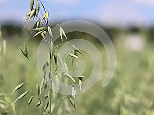 Field of oats. Maturation of the future harvest. Agrarian sector of the agricultural industry. Plant farm. Growing of cereal crops