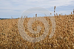 A field of oats under a blue sky