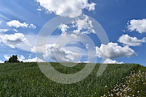 A field of oats under a blue sky, Sainte-Apolline, QuÃ©bec, Canada