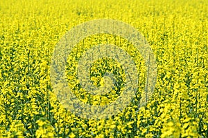 A field of oil seed (Brassica napus)