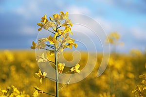 Field of oilseed