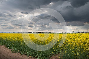 Field of oilseed