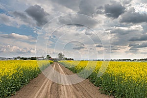 Field of oilseed