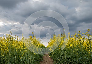 Field of oilseed