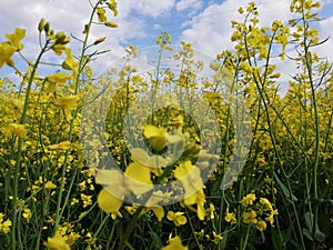 in the field of oilseed rape