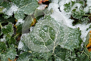 Field oilseed in winter. Frost on leaves.