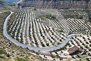 Field of olive trees and road