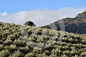 Field of olive trees well aligned with an oak on top of the hill