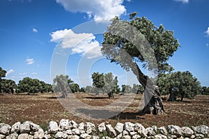 A field of Olives trees  in south of Italy