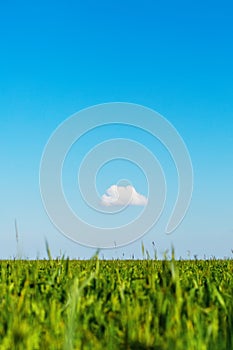 Field and one cloud in the blue sky