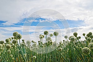 Field of onion