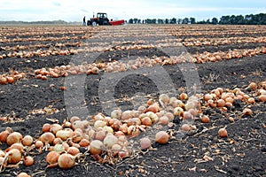Field with onion during harvesting