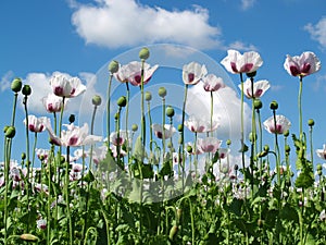 Field of opium poppy